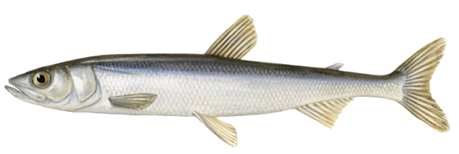 Osmerus eperlanus &copy; 