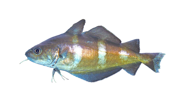 Trisopterus luscus &copy; 