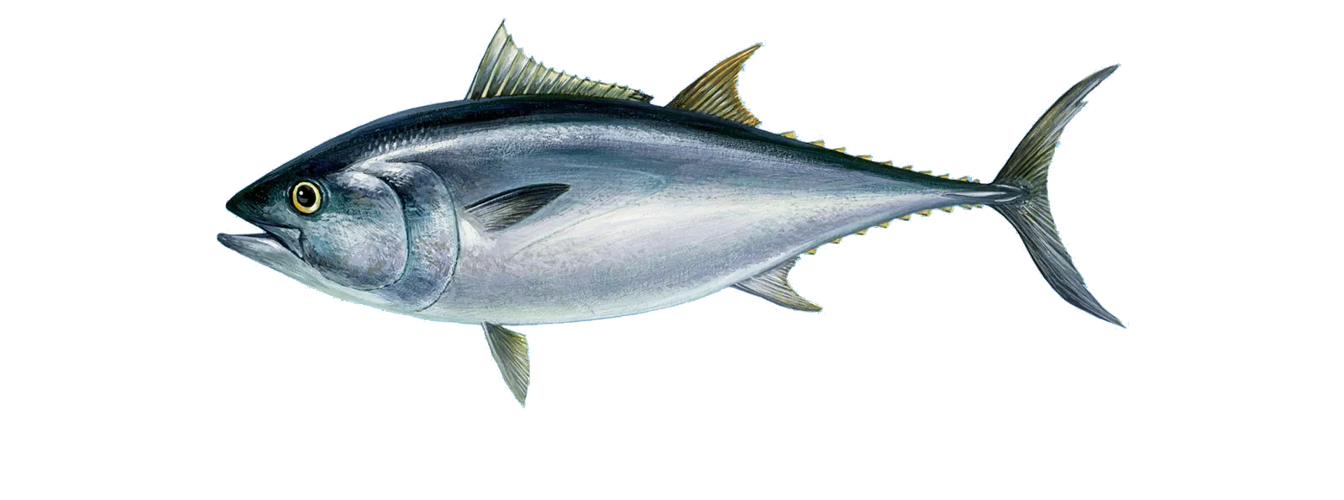 Thunnus thynnus &copy; 