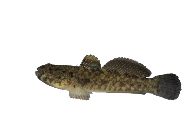 Gobius paganellus &copy; 
