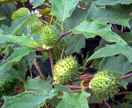 Datura stramonium &copy; 