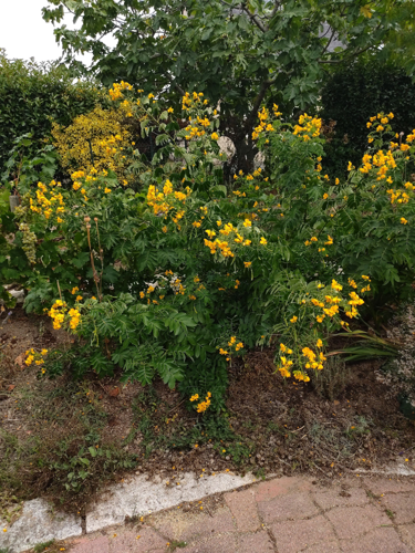 Cassia corymbosa &copy; 