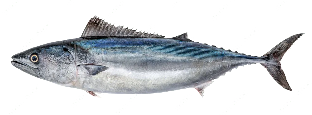 Sarda sarda &copy; 