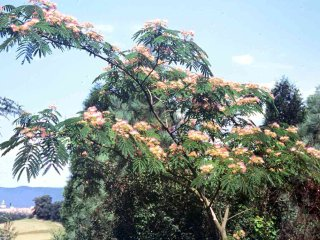 Albizia julibrissin &copy; 