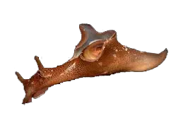 Aplysia punctata &copy; 
