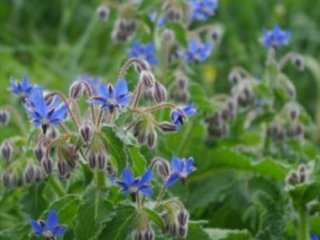 borago-officinalis &copy; 