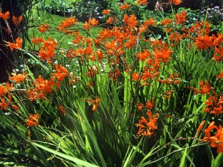 crocosmia-masoniorum &copy; 