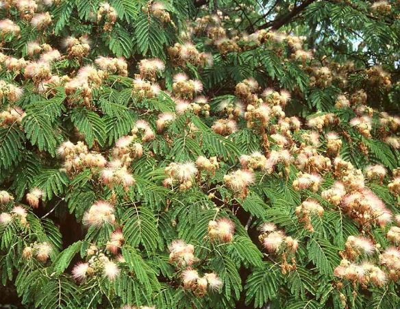 Albizia julibrissin Durazz., 1772 &copy; 