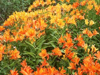 alstroemeria-aurantiaca &copy; 