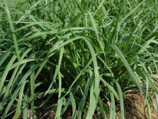 allium-tuberosum &copy; 