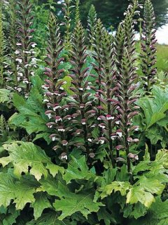 acanthus-mollis &copy; 