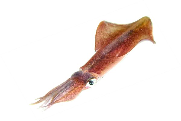Loligo vulgaris &copy; 