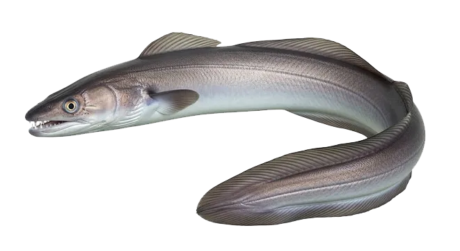 Conger conger ( congre) &copy; 