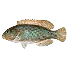 Symphodus melops &copy; 