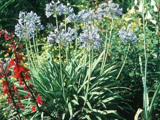 agapanthus-umbrellatus-bleu &copy; 