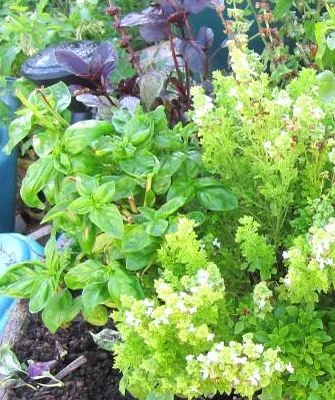 Ocimum basilicum &copy; 