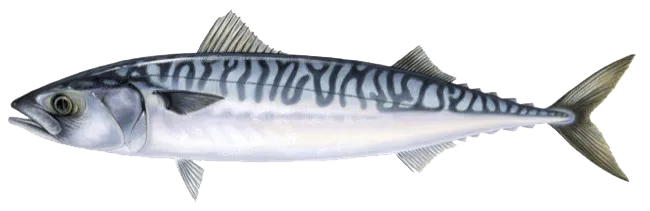 Scomber scombrus &copy; 