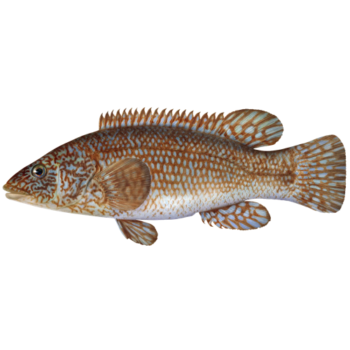 Labrus bergylta Ascanius &copy; 