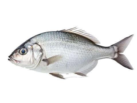 Spondyliosoma cantharus &copy; 