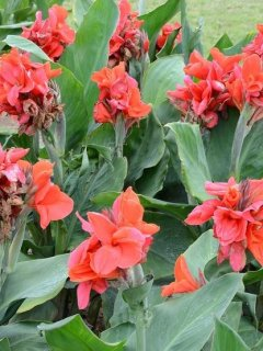 Canna indica &copy; Stéphane Carrey