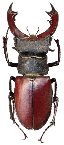 Lucanus cervus &copy; 