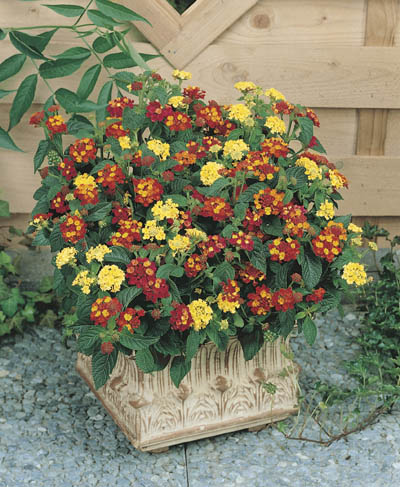 Lantana camara &copy; 
