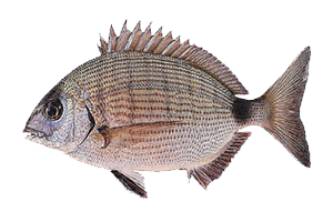 Diplodus sargus &copy; 