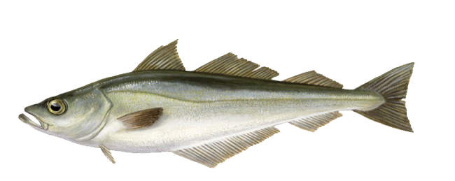 Pollachius pollachius &copy; 