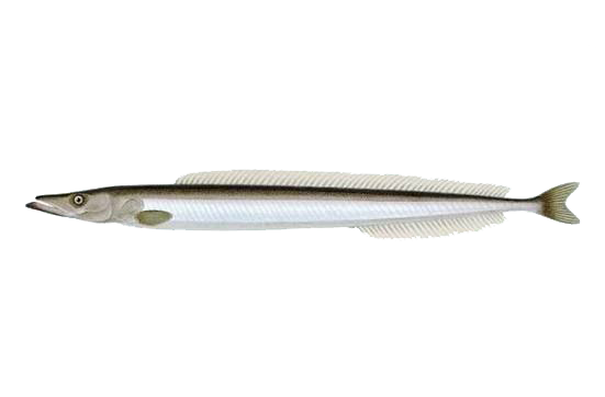 Ammodytes tobianus &copy; 