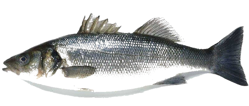 Dicentrarchus labrax &copy; 