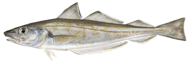 Merlangius merlangus &copy; 