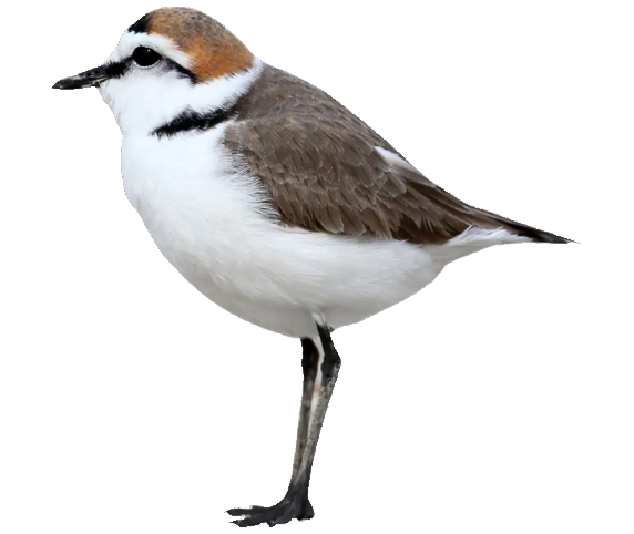 Charadrius alexandrinus &copy; 